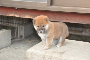 柴犬(標準サイズ)【滋賀県・男の子・2020年11月7日・濃い赤】の写真「元気な濃い赤の男の子です」