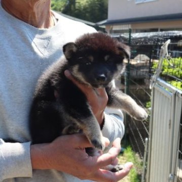 柴犬(標準サイズ)【滋賀県・男の子・2023年3月25日・黒】の写真「きれいな配色の男の子」