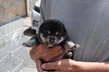 柴犬(標準サイズ)【滋賀県・女の子・2020年4月4日・黒】の写真「可愛い美人さんです」