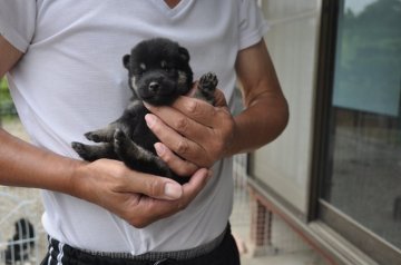 柴犬(豆柴)【滋賀県・男の子・2019年6月8日・黒】の写真「きれいな黒です。」