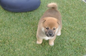 柴犬(標準サイズ)【滋賀県・男の子・2021年8月1日・濃い赤】の写真「元気な濃い赤の男の子です」