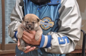 柴犬(豆柴)【滋賀県・女の子・2021年11月26日・赤】の写真「元気な赤豆柴の女の子です。」