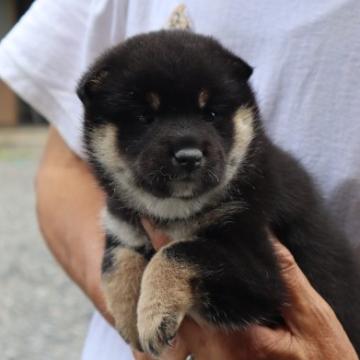 柴犬(豆柴)【滋賀県・女の子・2022年6月2日・黒】の写真「元気な黒豆柴の女の子です」