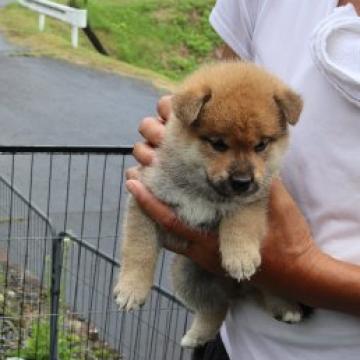 柴犬(標準サイズ)【滋賀県・男の子・2022年7月8日・赤】の写真「きれいな赤の元気な男の子です。」