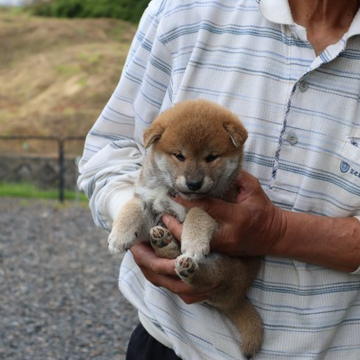 柴犬(標準サイズ)【滋賀県・男の子・2022年4月19日・赤】の写真「きれいな赤の元気な男の子です。」