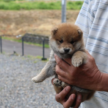 柴犬(標準サイズ)【滋賀県・男の子・2022年4月12日・きれいな赤】の写真「きれいな赤の元気な男の子です。」