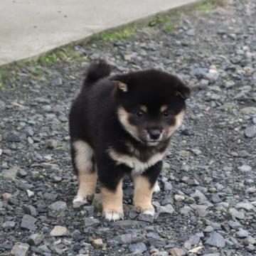 柴犬(豆柴)【滋賀県・男の子・2022年8月19日・黒】の写真「元気な黒豆柴の男の子です」