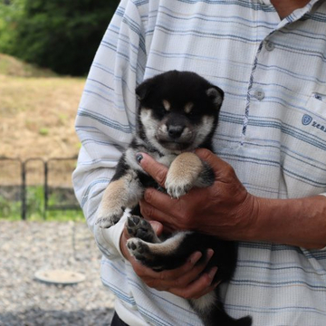 柴犬(標準サイズ)【滋賀県・男の子・2022年4月19日・黒】の写真「きれいな配色の黒の元気な男の子です。」