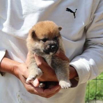 柴犬(標準サイズ)【滋賀県・男の子・2022年8月26日・赤】の写真「赤の元気な男の子です。」