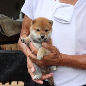 柴犬(豆柴)【滋賀県・男の子・2022年7月14日・赤】の写真「元気な赤豆柴の男の子です。」