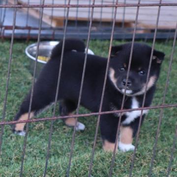 柴犬(豆柴)【滋賀県・男の子・2022年8月19日・黒】の写真「元気な黒豆柴の男の子です」