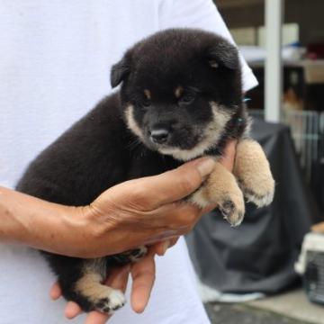 柴犬(豆柴)【滋賀県・男の子・2022年6月2日・黒】の写真「元気な黒豆柴の男の子です」