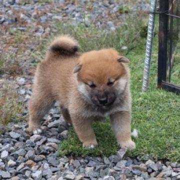 柴犬(標準サイズ)【滋賀県・男の子・2022年9月2日・きれいな赤】の写真「きれいな赤の元気な男の子です。」