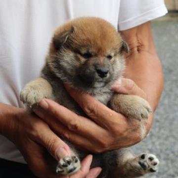 柴犬(標準サイズ)【滋賀県・女の子・2022年6月17日・濃い赤】の写真「元気な濃い赤の女の子です」