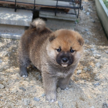 柴犬(標準サイズ)【滋賀県・男の子・2022年4月29日・濃い赤】の写真「元気な濃い赤の男の子です」