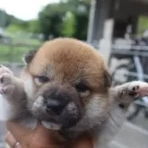 柴犬(標準サイズ)【滋賀県・男の子・2024年6月29日・きれいな赤】の写真1