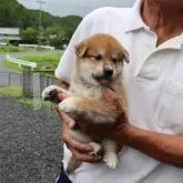 柴犬(標準サイズ)【滋賀県・男の子・2023年7月21日・赤】の写真1