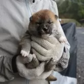 柴犬(標準サイズ)【滋賀県・男の子・2024年1月26日・赤】の写真1「母犬のオッパイが良く出て　コロコロです。」