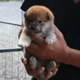 柴犬(標準サイズ)【滋賀県・男の子・2023年7月1日・赤】の写真1「7/28撮影」