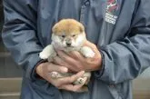 柴犬(標準サイズ)【滋賀県・女の子・2019年3月10日・赤】の写真1「4/9　撮影」