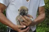 柴犬(標準サイズ)【滋賀県・男の子・2019年6月29日・濃い赤】の写真1「8/2　撮影」