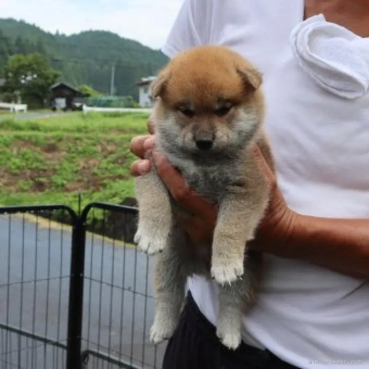 柴犬(標準サイズ)【滋賀県・男の子・2022年7月8日・赤】の写真1「8/14撮影」