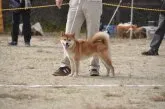 柴犬(標準サイズ)【滋賀県・女の子・2019年9月15日・赤】の写真2「父犬です」