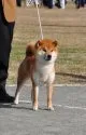 柴犬(標準サイズ)【滋賀県・女の子・2019年4月6日・きれいな赤】の写真2「父犬」です。」