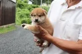 柴犬(標準サイズ)【滋賀県・男の子・2023年7月21日・赤】の写真2