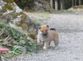 柴犬(標準サイズ)【滋賀県・女の子・2021年12月17日・きれいな赤】の写真2