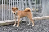 柴犬(標準サイズ)【滋賀県・女の子・2019年6月23日・濃い赤】の写真3「父犬です」