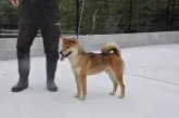 柴犬(標準サイズ)【滋賀県・女の子・2020年10月30日・濃い赤】の写真3「父犬です」