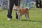 柴犬(標準サイズ)【滋賀県・女の子・2019年4月6日・きれいな赤】の写真3「母犬です。」