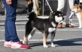 柴犬(標準サイズ)【滋賀県・男の子・2020年4月4日・黒】の写真3「父犬です」