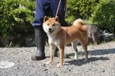 柴犬(標準サイズ)【滋賀県・女の子・2019年7月21日・きれいな赤】の写真3「母犬です」