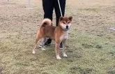 柴犬(標準サイズ)【滋賀県・男の子・2020年7月24日・濃い赤】の写真3「父犬です」