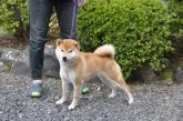 柴犬(標準サイズ)【滋賀県・男の子・2019年7月28日・きれいな赤】の写真3「母犬です」