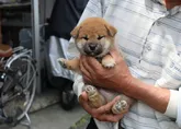 柴犬(標準サイズ)【滋賀県・男の子・2022年4月19日・赤】の写真3