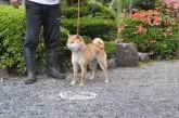 柴犬(標準サイズ)【滋賀県・男の子・2020年8月7日・濃い赤】の写真4「母犬です」