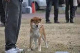 柴犬(標準サイズ)【滋賀県・女の子・2020年9月13日・きれいな赤】の写真4「母犬です」