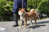 柴犬(標準サイズ)【滋賀県・男の子・2019年6月23日・濃い赤】の写真4「母犬です」