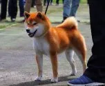 柴犬(標準サイズ)【滋賀県・男の子・2019年7月28日・きれいな赤】の写真4「父犬です」