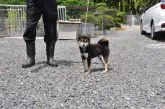 豆柴【滋賀県・男の子・2020年8月29日・白 真っ白ではありません】の写真4「母犬です」