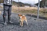 柴犬(標準サイズ)【滋賀県・男の子・2020年4月8日・濃い赤】の写真4「母犬です」