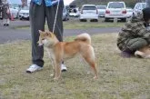 柴犬(標準サイズ)【滋賀県・男の子・2020年11月7日・濃い赤】の写真4「母犬です」