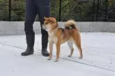 柴犬(標準サイズ)【滋賀県・男の子・2021年1月1日・濃い赤】の写真4「父犬です」