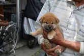 柴犬(標準サイズ)【滋賀県・男の子・2022年4月19日・赤】の写真4