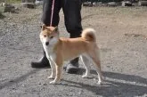 柴犬(標準サイズ)【滋賀県・男の子・2021年1月1日・濃い赤】の写真5「母犬です」