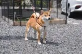 柴犬(標準サイズ)【滋賀県・女の子・2021年7月3日・濃い赤】の写真5「母犬です」