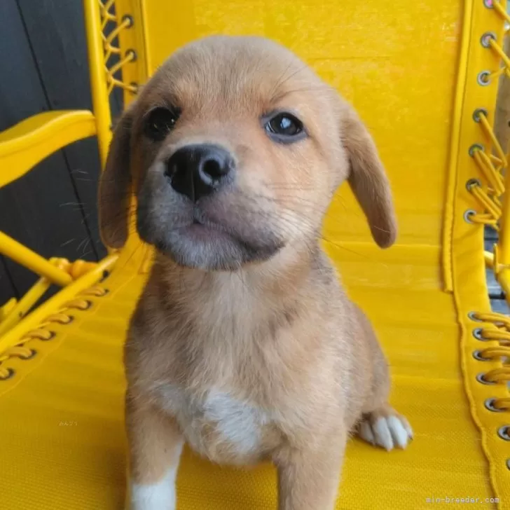 ミックス(ビーグル×柴犬)【茨城県・男の子・2024年2月29日・赤】の写真1